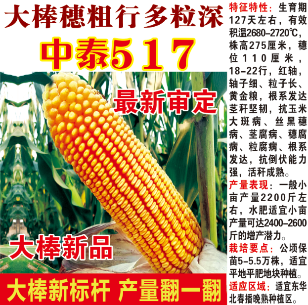 中泰517